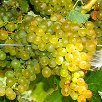 Varieties_Chenin